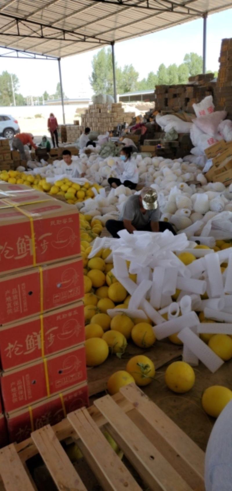 金红宝大量走货中欢迎咨询选购
