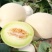玉菇甜瓜万亩基地河南滑县冰清玉菇甜瓜大量上市质量好价格低