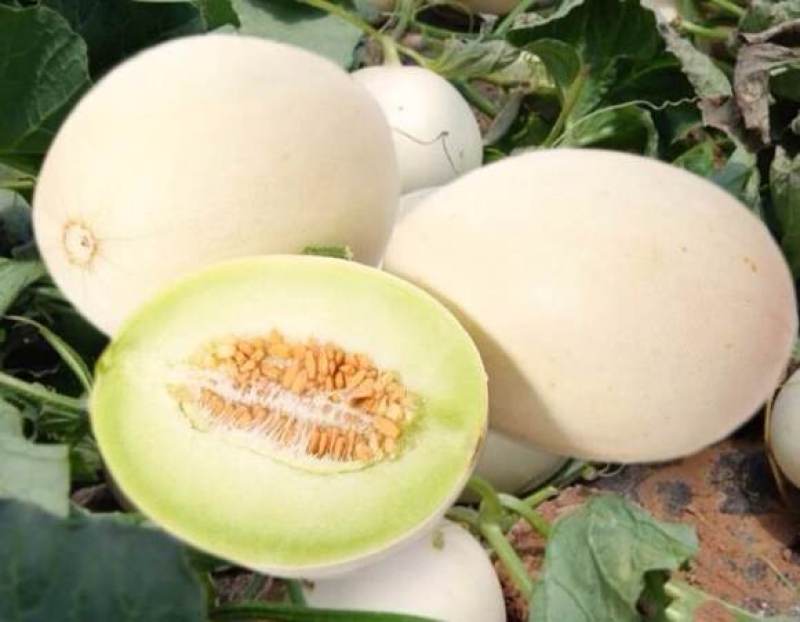 玉菇甜瓜万亩基地河南滑县冰清玉菇甜瓜大量上市质量好价格低