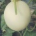 玉菇甜瓜万亩基地河南滑县冰清玉菇甜瓜大量上市质量好价格低