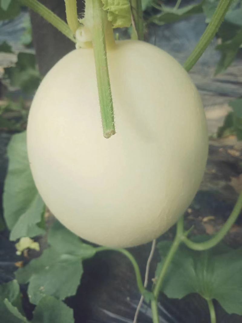 玉菇甜瓜万亩基地河南滑县冰清玉菇甜瓜大量上市质量好价格低