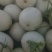 玉菇甜瓜万亩基地河南滑县冰清玉菇甜瓜大量上市质量好价格低