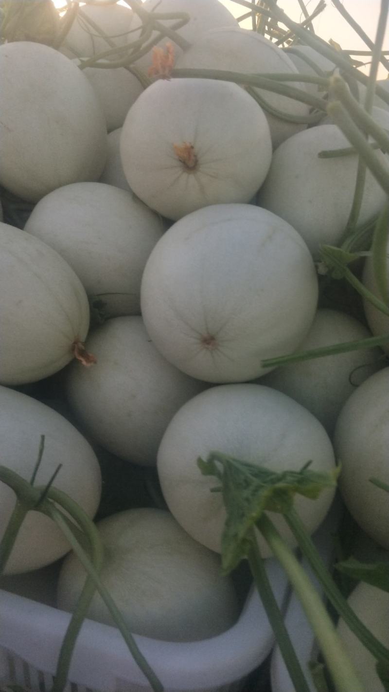 玉菇甜瓜万亩基地河南滑县冰清玉菇甜瓜大量上市质量好价格低