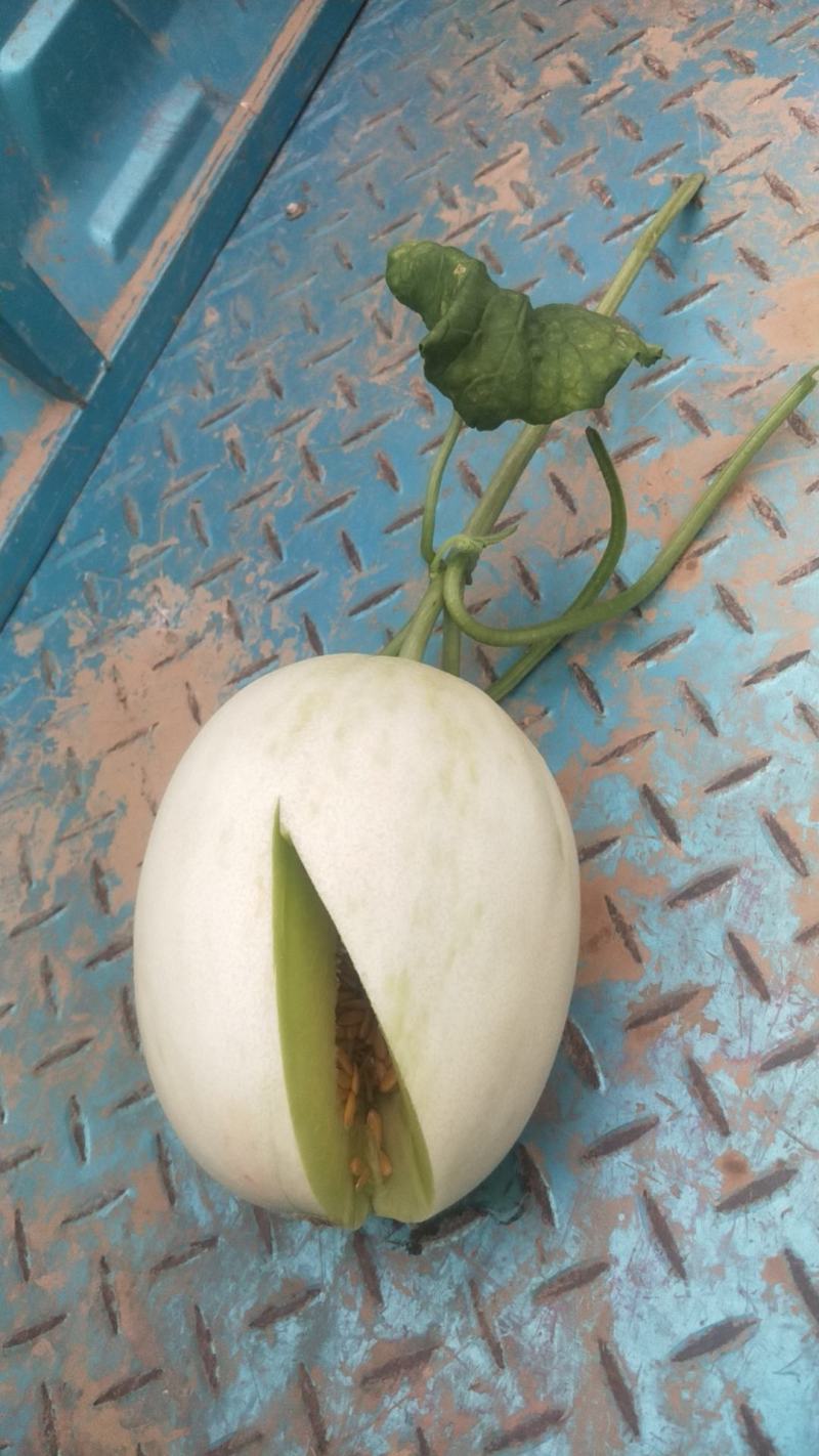 玉菇甜瓜万亩基地河南滑县冰清玉菇甜瓜大量上市质量好价格低