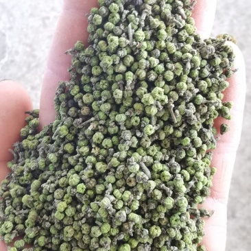 产地吴茱萸大量产新(批发零售)产地实力商家