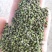产地吴茱萸大量产新(批发零售)产地实力商家