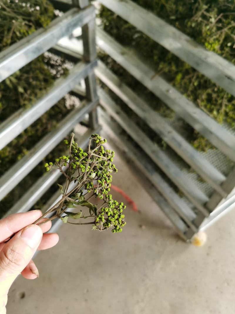 产地吴茱萸大量产新(批发零售)产地实力商家