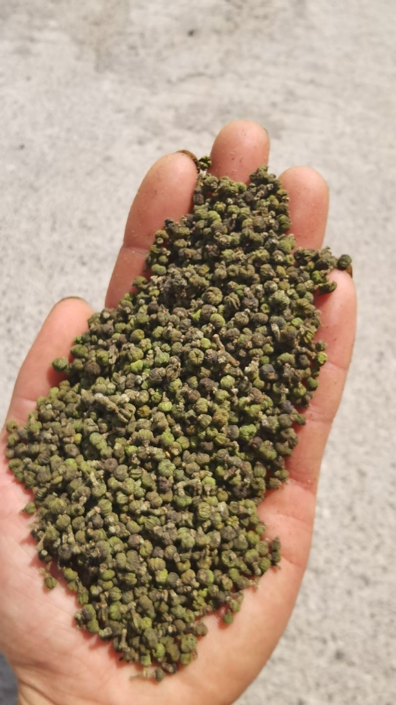 产地吴茱萸大量产新(批发零售)产地实力商家