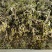 产地吴茱萸大量产新(批发零售)产地实力商家