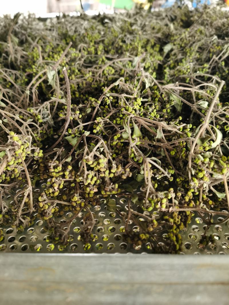 产地吴茱萸大量产新(批发零售)产地实力商家