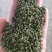 产地吴茱萸大量产新(批发零售)产地实力商家