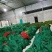 产地吴茱萸大量产新(批发零售)产地实力商家