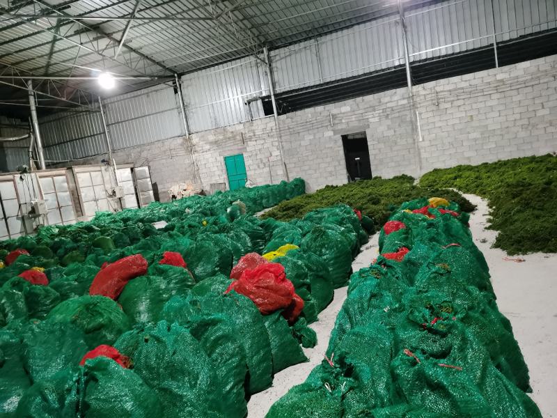 产地吴茱萸大量产新(批发零售)产地实力商家