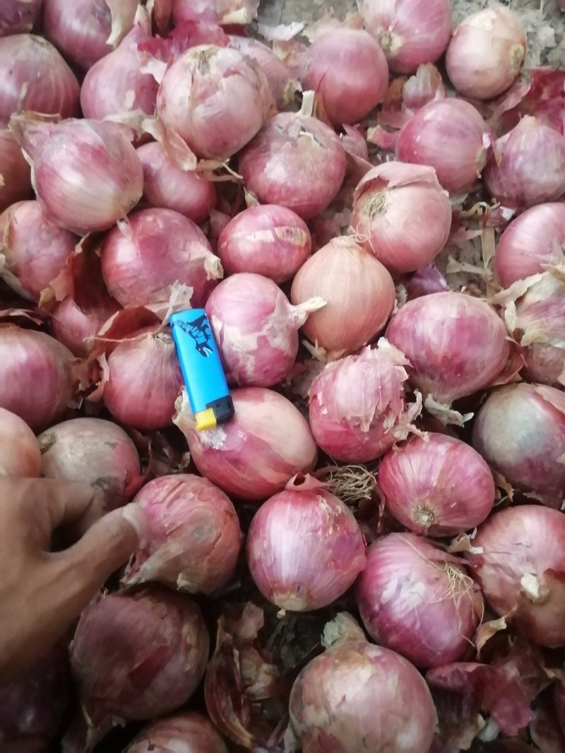 洋葱各个规格大量常年供应