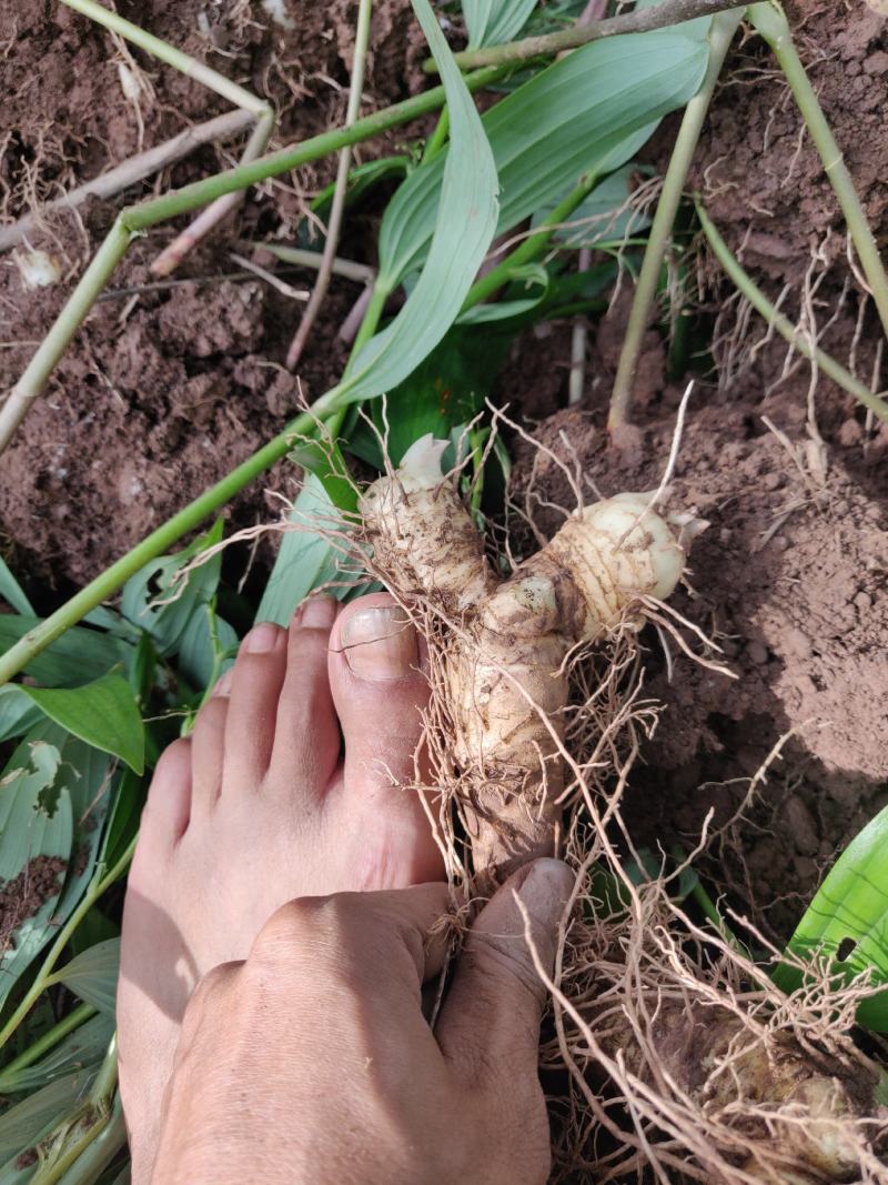 广东省连州新鲜玉竹统货，自己基地，一手货源，质量保证