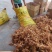 广东省连州新鲜玉竹统货，自己基地，一手货源，质量保证