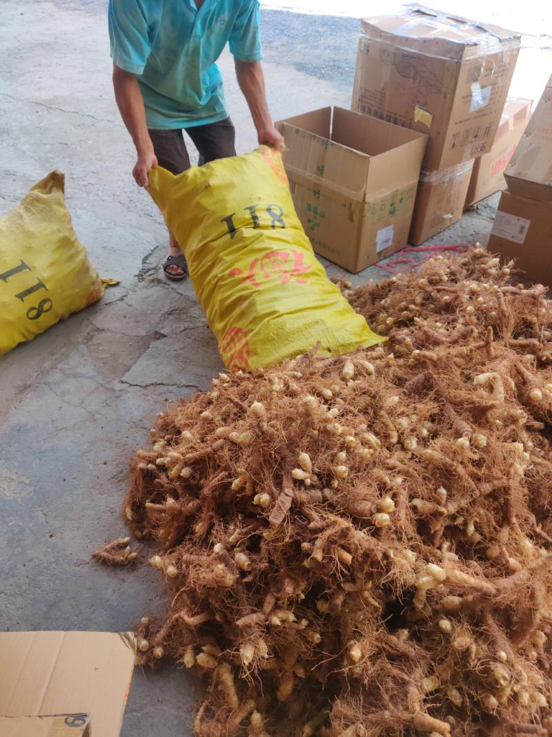 广东省连州新鲜玉竹统货，自己基地，一手货源，质量保证