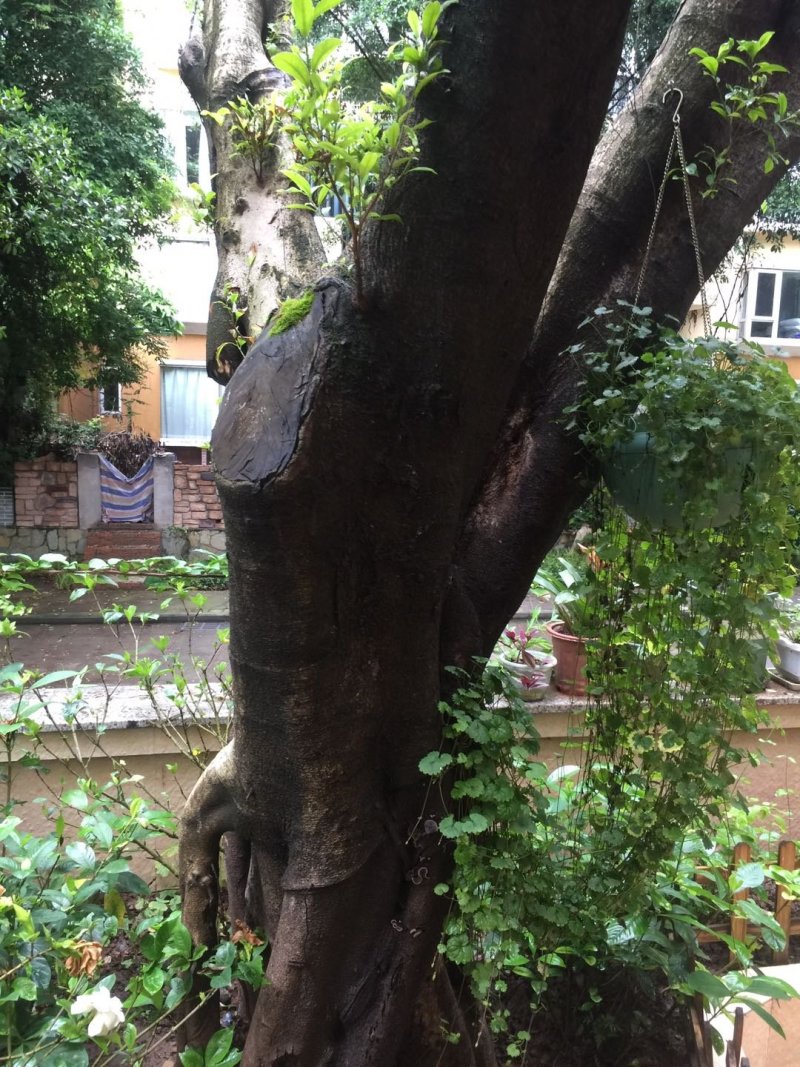 小叶榕
