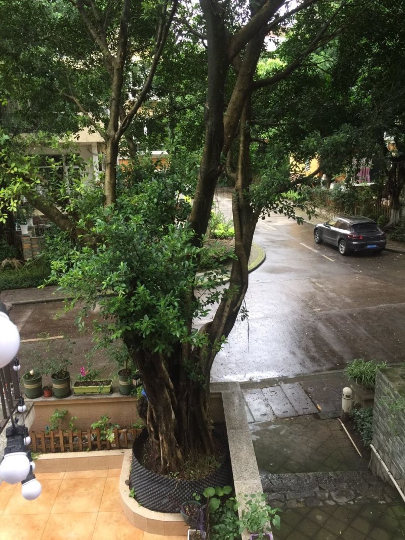 小叶榕