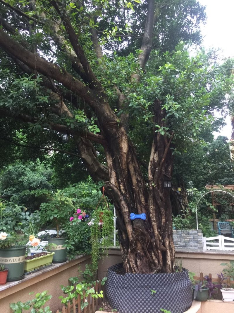 小叶榕