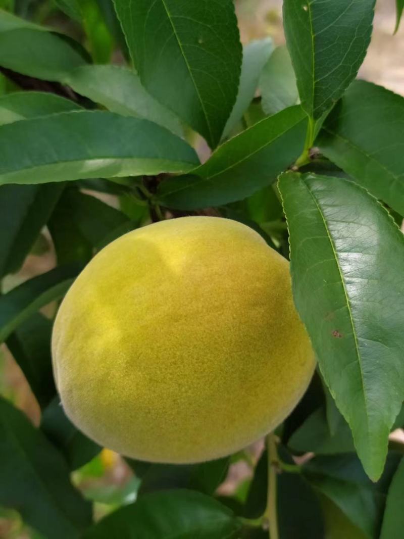 代办，零售，建宁黄花梨.翠冠梨,黄桃