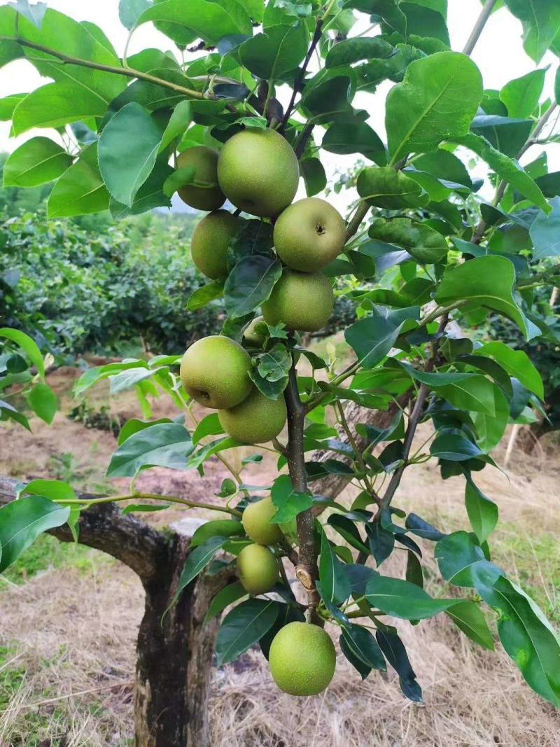 代办，零售，建宁黄花梨.翠冠梨,黄桃