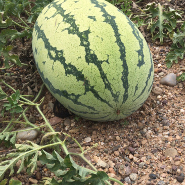 正宗宁夏硒砂瓜，成都长期有货，