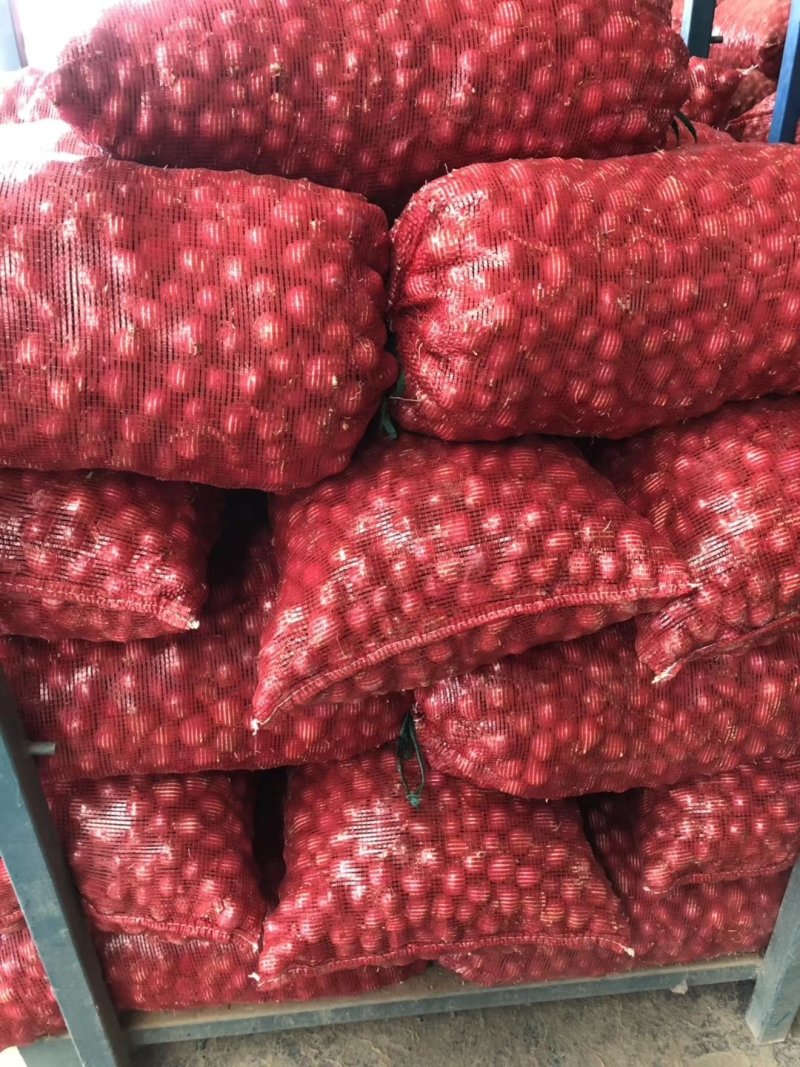 出口标准洋葱大量供应二红扁葱