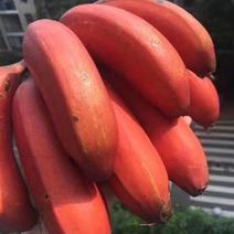 美人蕉，红香蕉，社区团购，一件，落地配