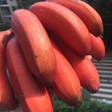 美人蕉，红香蕉，社区团购，一件代发，落地配