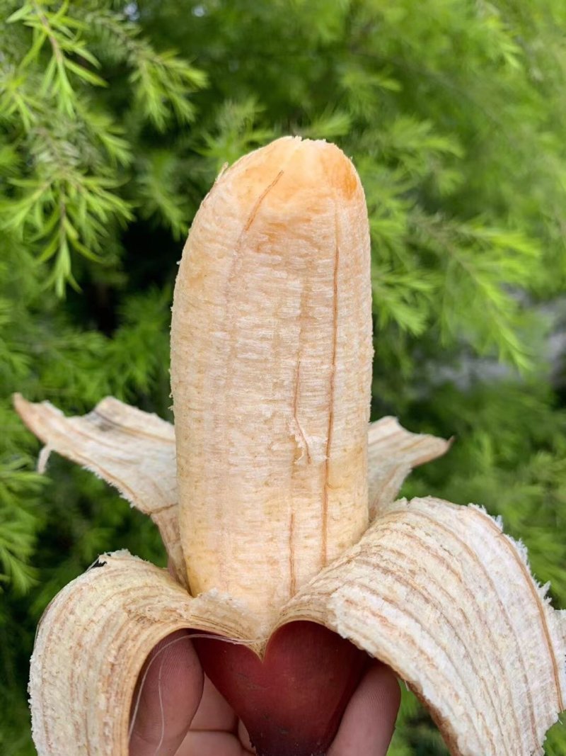 美人蕉，红香蕉，社区团购，一件代发，落地配