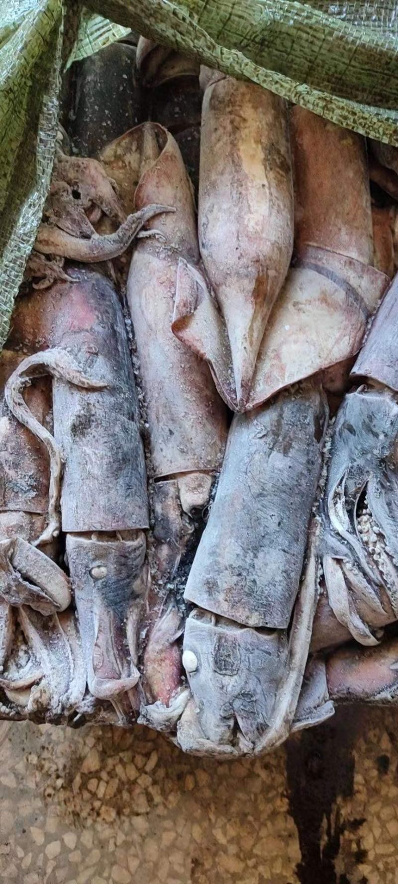 灯光海捕南海红鱿，烧烤摊**