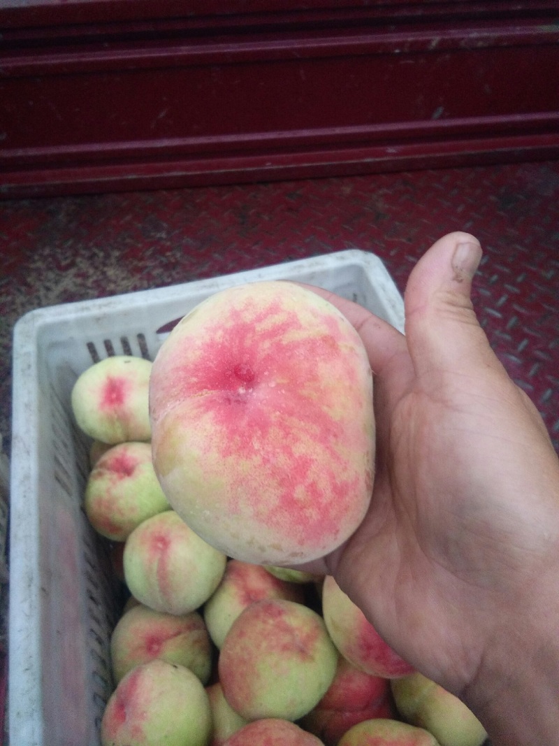 毛桃山西《大久保》离核白肉产地直供可视频看货。