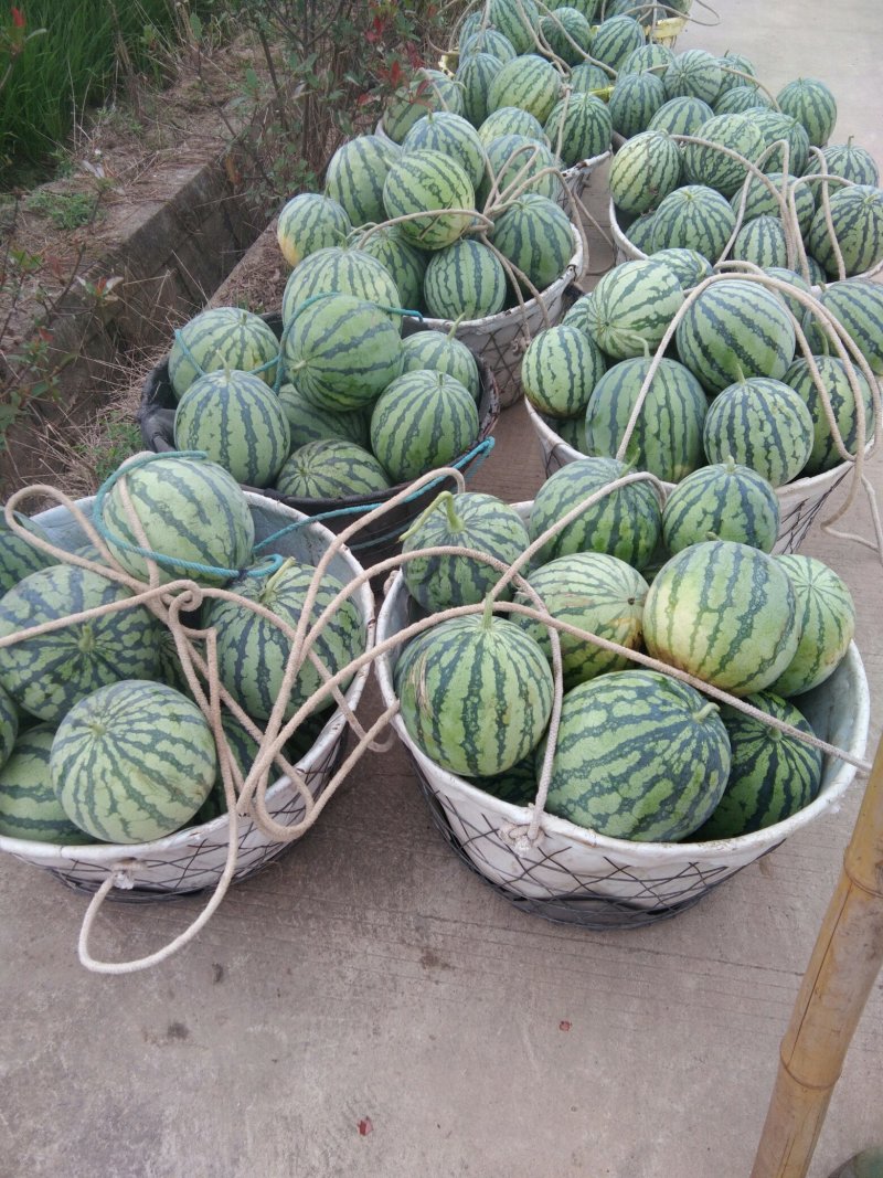 8424，美都冰糖瓜瓜甜，果园，品质好，保熟保甜，
