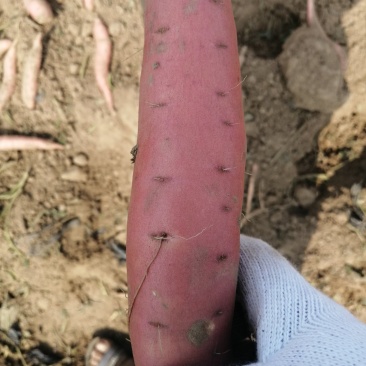 【优质】红皮红心沙土地种植烟薯25开始上市了货量充足