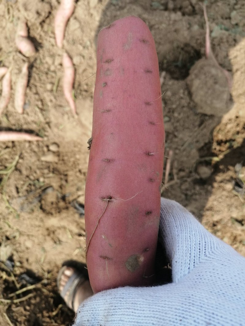 【优质】红皮红心沙土地种植烟薯25开始上市了货量充足