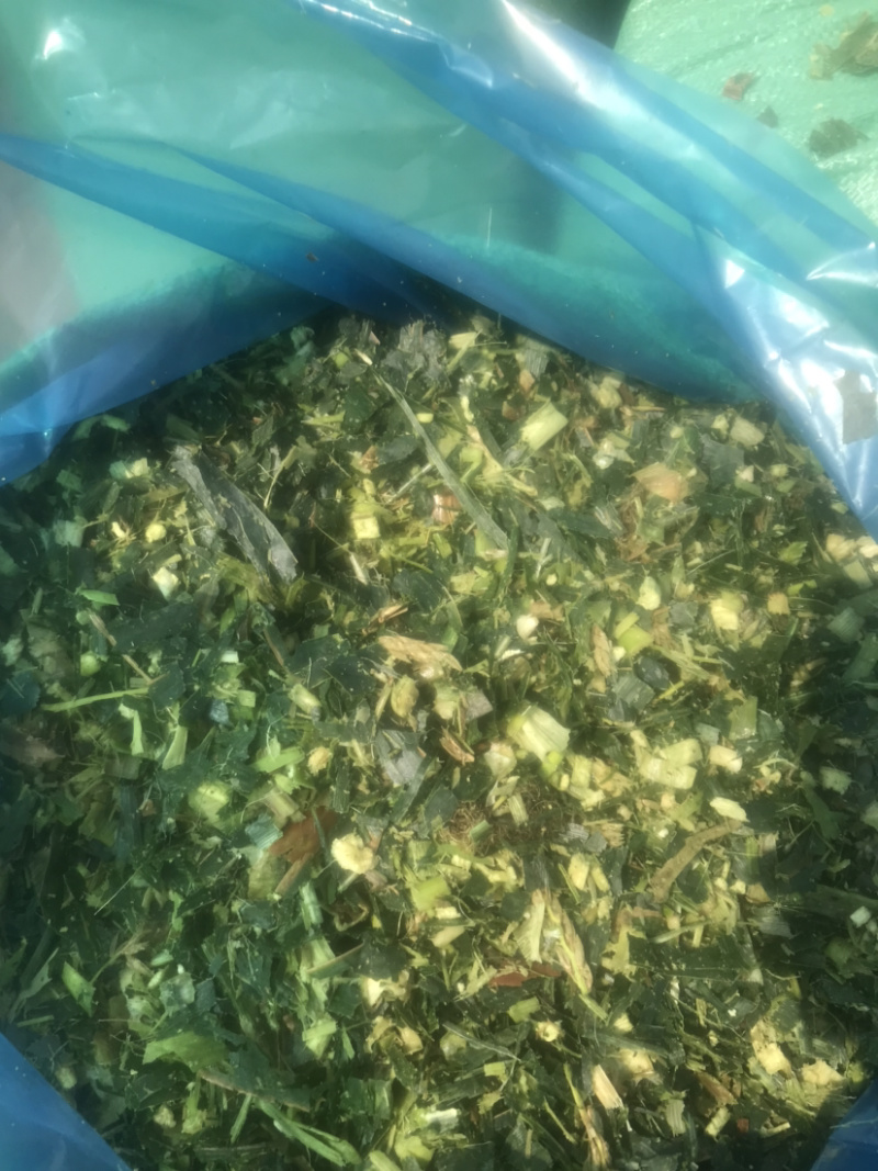 青贮粘玉米压块，长年大量出售