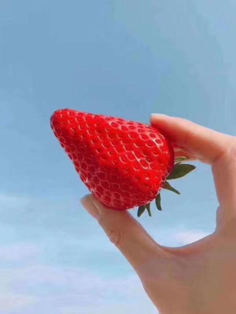 随株乡野草莓苗上市早奶油草莓口味好可实地考察免费提供技术
