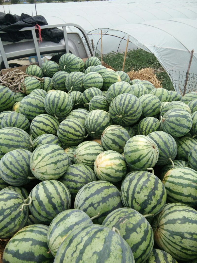 8424，美都冰糖瓜瓜甜，果园，品质好，保熟保甜，