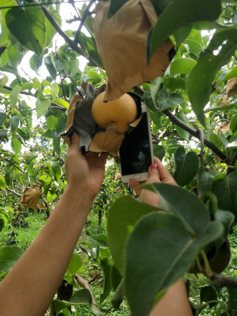 梨树苗，自己育苗，品种全，质量保证。