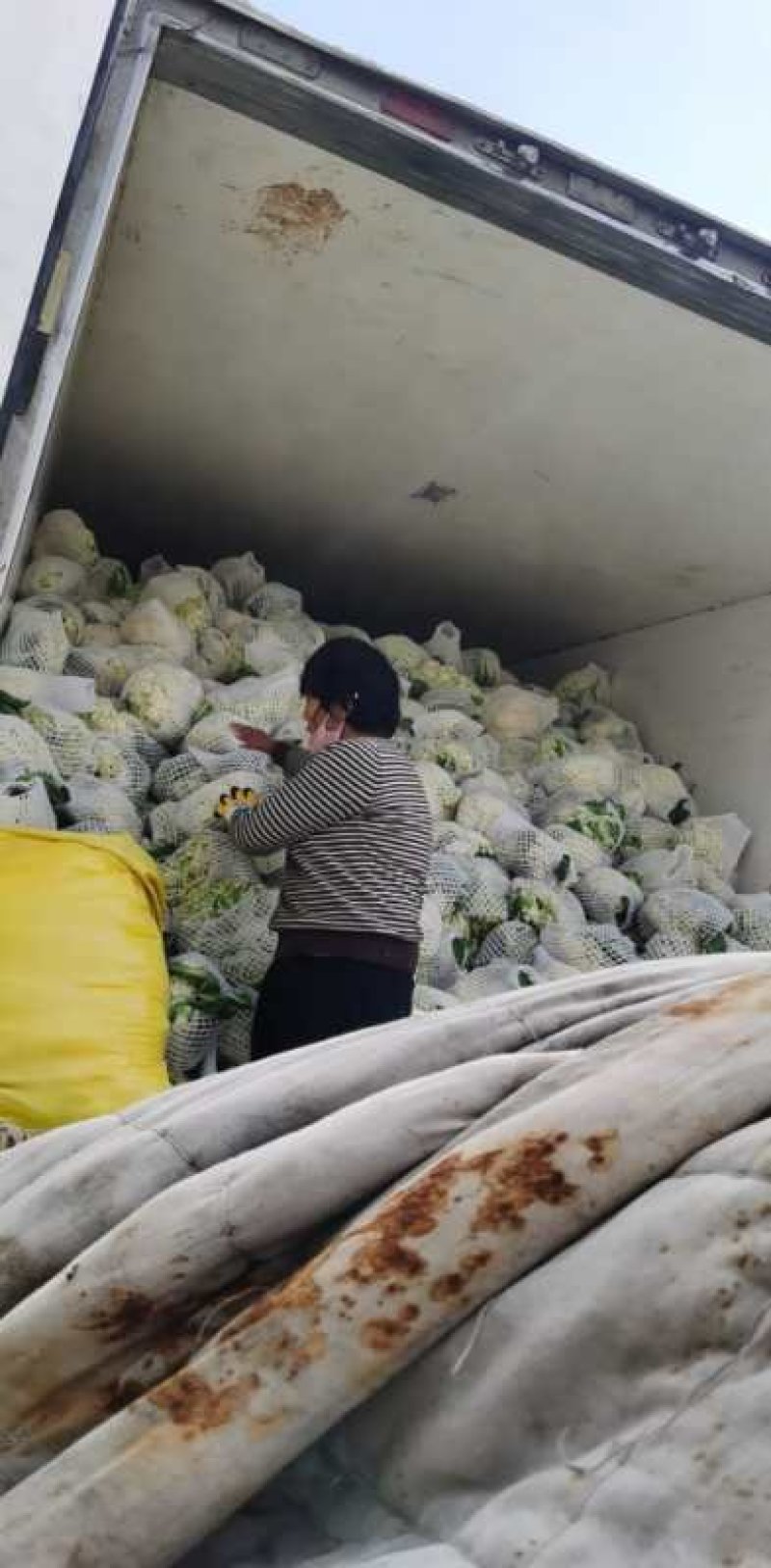 兰州精品花菜产地直销