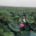 蔬菜，根茎类，蒲菜，蒲根