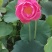 蔬菜，根茎类，蒲菜，蒲根
