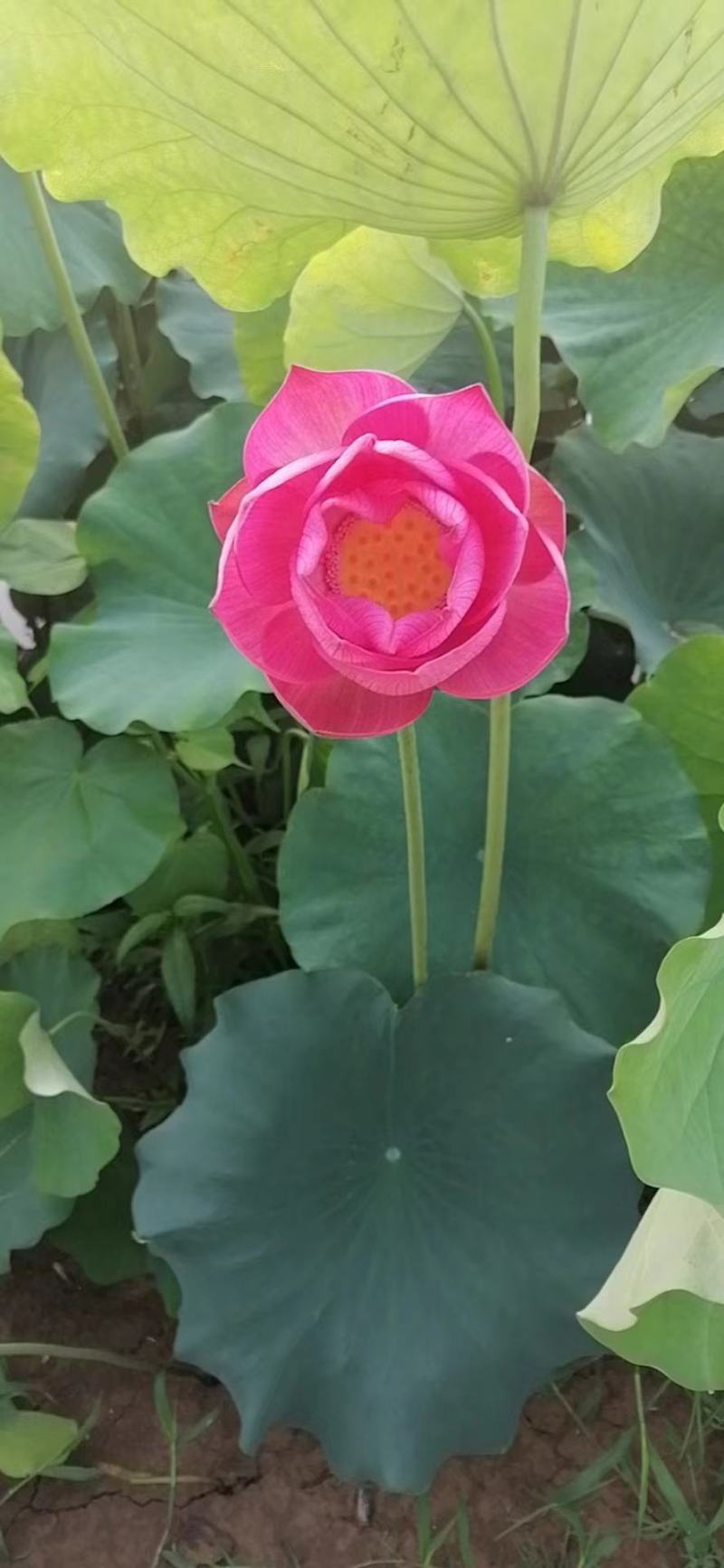 蔬菜，根茎类，蒲菜，蒲根