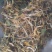金银花苗，基地直供，品种保证，成活率高