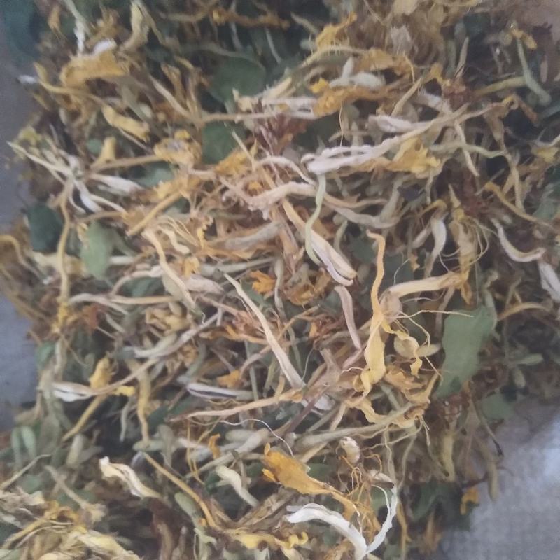 金银花苗，基地直供，品种保证，成活率高