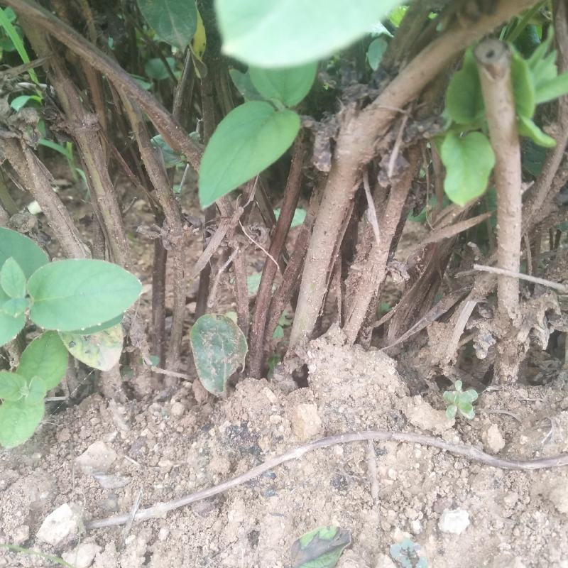 金银花苗，基地直供，品种保证，成活率高