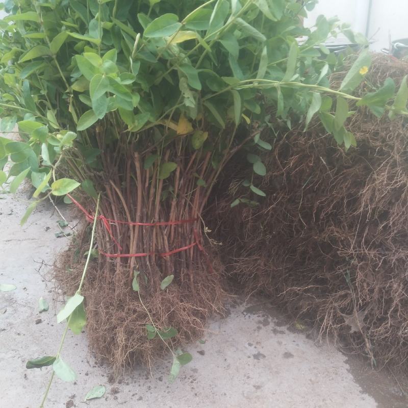 金银花苗，基地直供，品种保证，成活率高