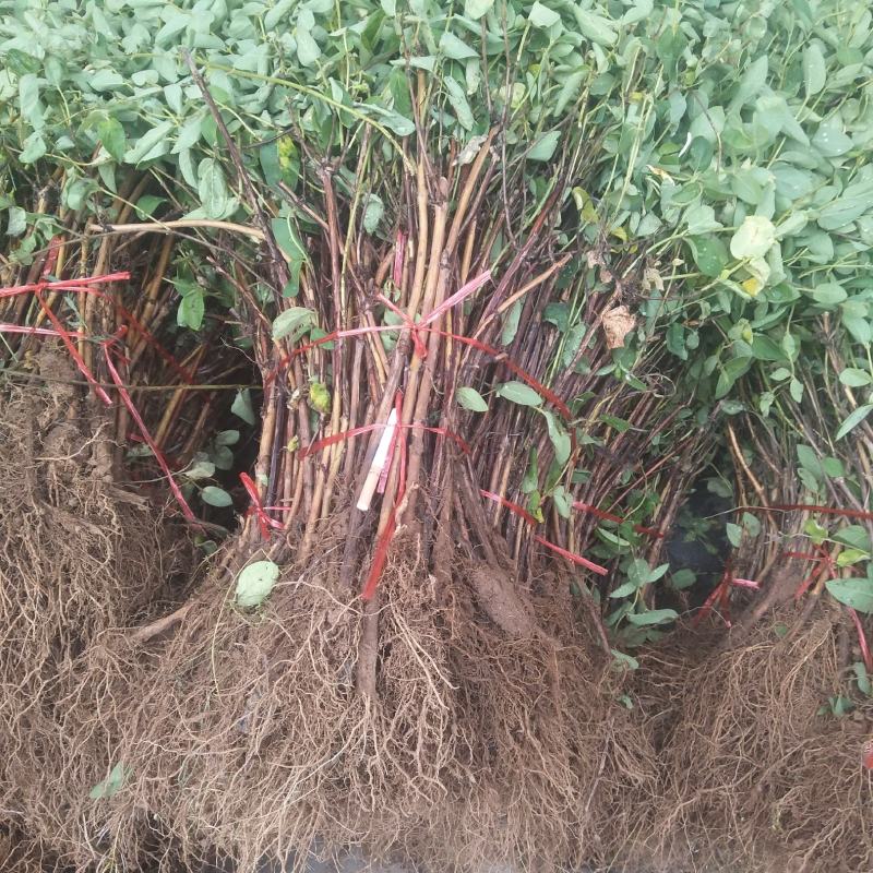 金银花苗，基地直供，品种保证，成活率高