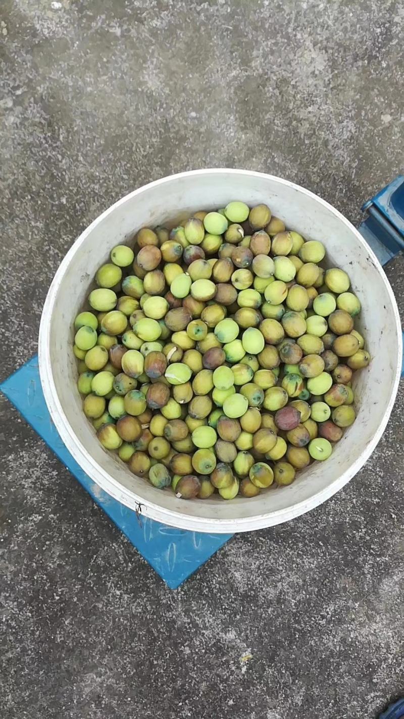 特级精品莲子芯、个头大、颜色绿，无黑条、无杂质